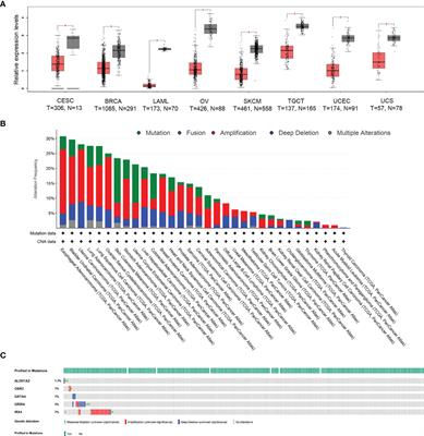 HPV-Related Promoter Methylation-Based Gene Signature Predicts Clinical Prognosis of Patients With Cervical Cancer